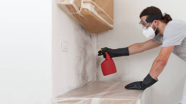 Basement Mold Remediation treatment on basement walls in Naples